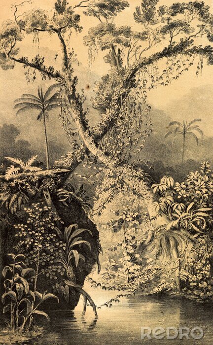 Poster Dschungel in einer historischen Illustration