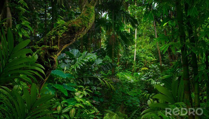 Poster Dschungel in Grün