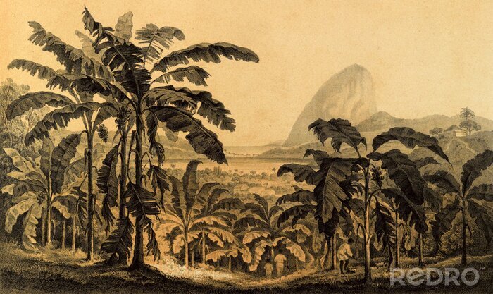 Poster Dschungel Retro