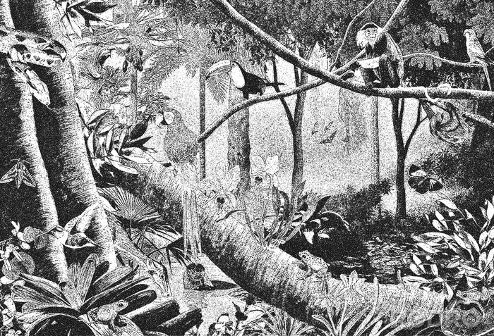 Poster Dschungel schwarz-weiß Illustration
