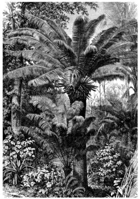 Poster Dschungel Schwarz-Weiß-Zeichnung