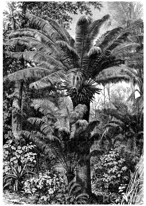 Poster Dschungel Schwarz-Weiß-Zeichnung