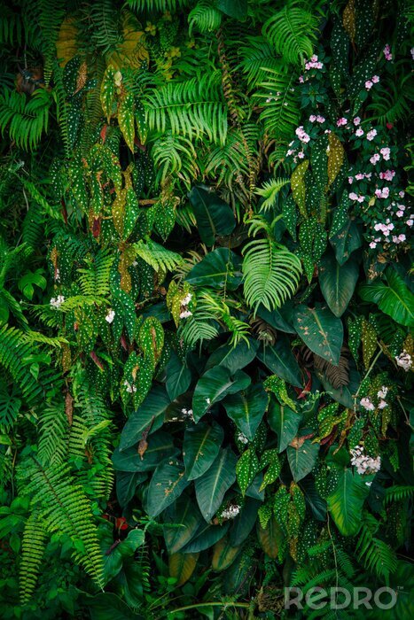 Poster Dschungel und tropische Blätter