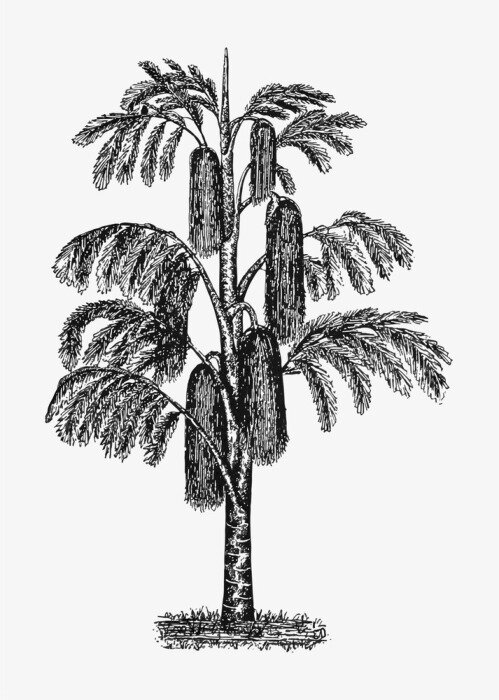 Poster Dschungelbaum-Zeichnung