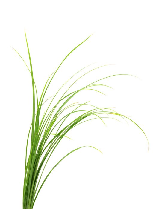 Poster Dünne Grashalme