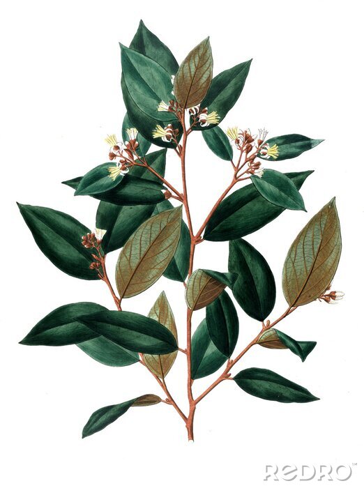 Poster Dunkelgrüne Blätter auf einem braunen Zweig