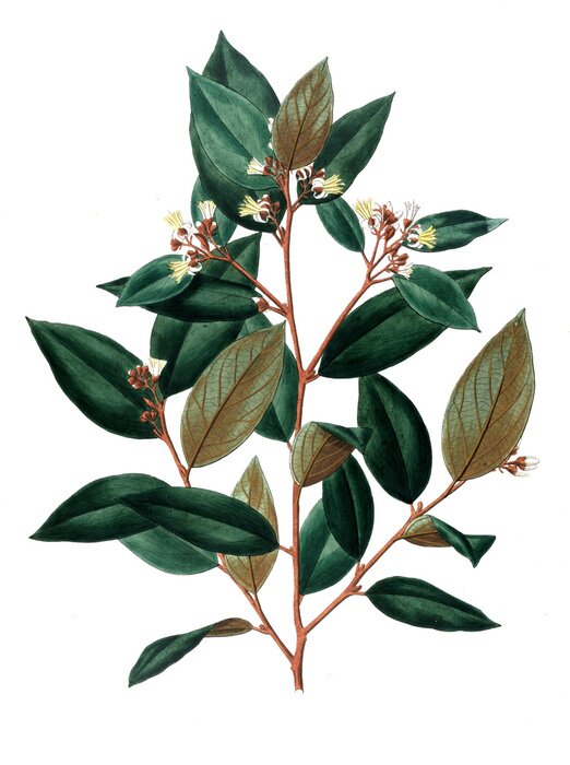 Poster Dunkelgrüne Blätter auf einem braunen Zweig