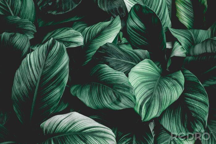 Poster Dunkelgrüne tropische Pflanzen