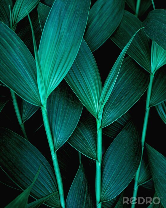 Poster Dunkle Blätter tropischer Pflanzen