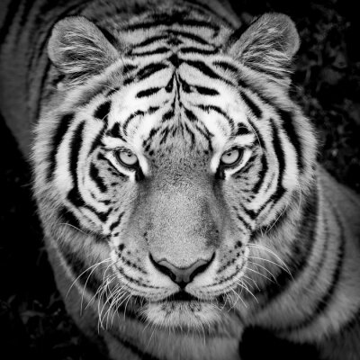 Dunkles detail mit tiger
