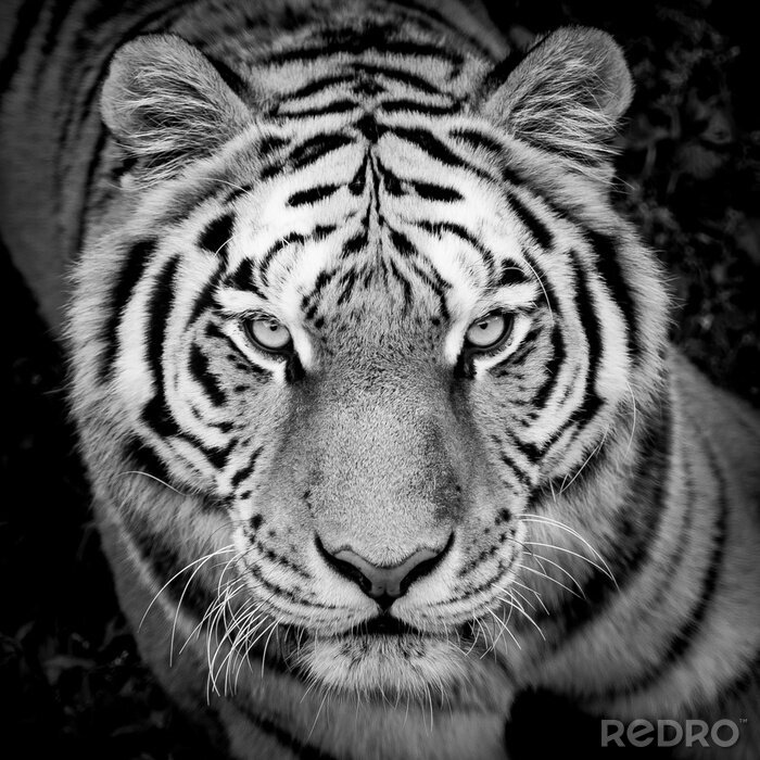 Poster Dunkles detail mit tiger