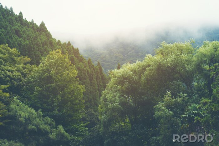 Poster Dunstige Baumwipfel