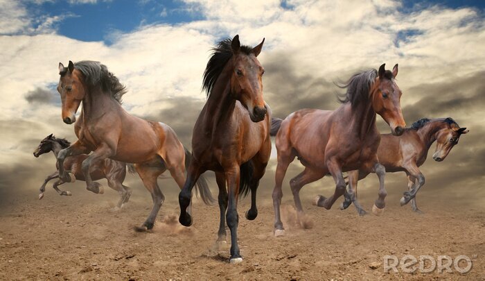 Poster Durch die wüste galoppierende pferde
