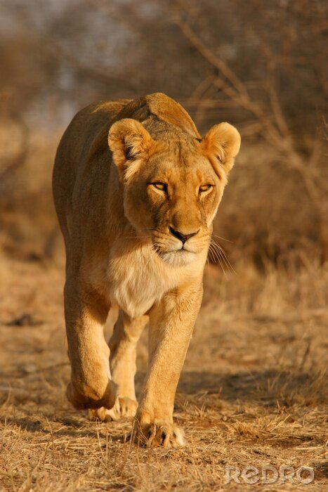 Poster Durch Savanne wandernde Löwin