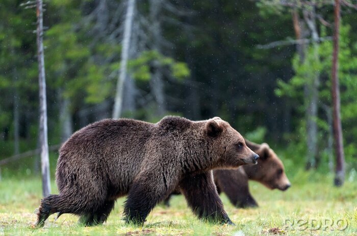 Poster Durch Wald wandernde Bären