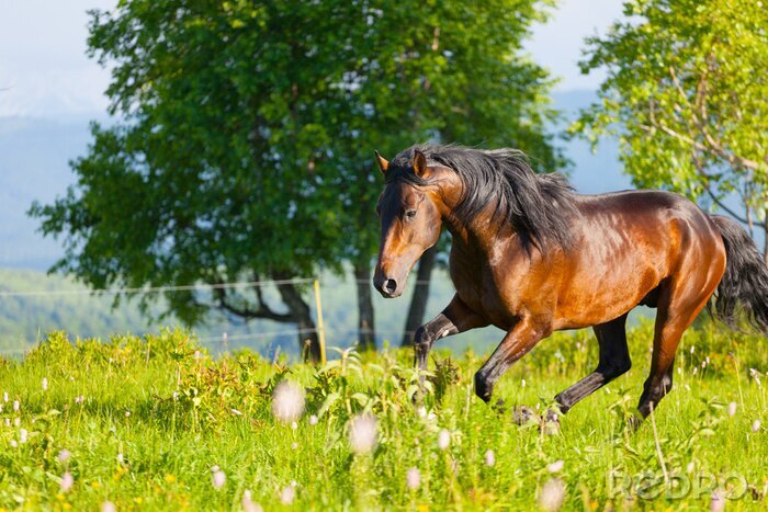Poster Durch wiese rennender rappe