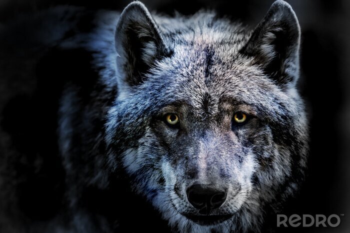 Poster Durchdringender Blick des Wolfes