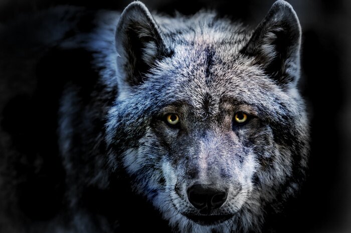 Poster Durchdringender Blick des Wolfes