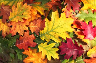 Poster Eichenblätter in Herbstfarben