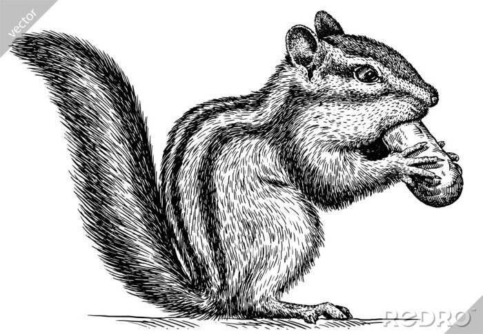 Poster Eichhörnchen isst eine Nuss
