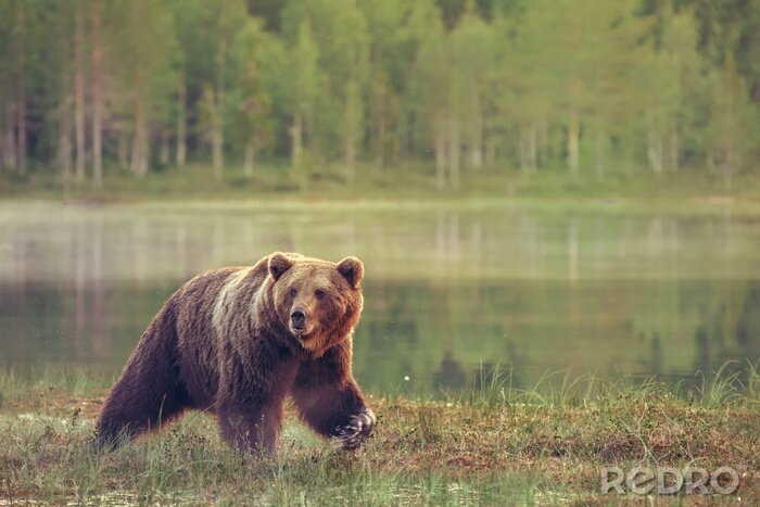 Poster Ein Bär vor der Kulisse einer See- und Waldlandschaft