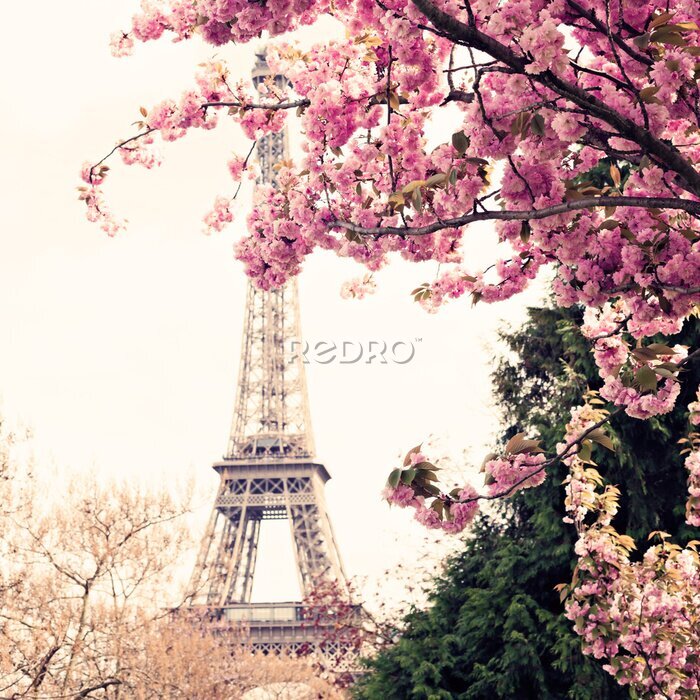 Poster Ein Baum mit rosa Blüten in Paris