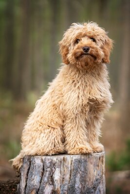 Poster Ein brauner Hund, der auf einem Baumstumpf sitzt