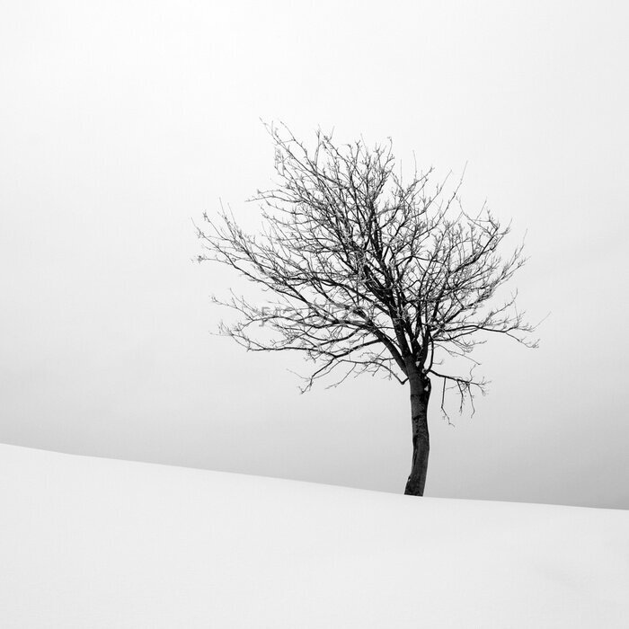 Poster Ein einsamer Baum auf einem Hügel