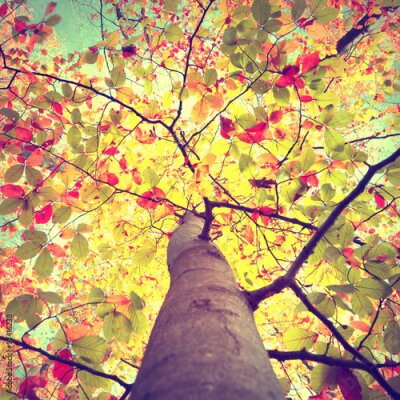 Poster Ein einzelner Baum in Herbstfarben