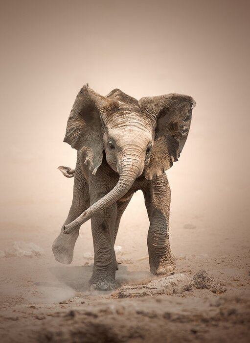 Poster Ein Elefant spielt im Sand