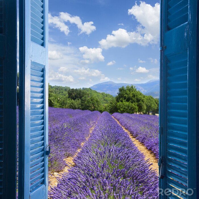 Poster Ein Fenster mit Blick auf das Lavendelfeld