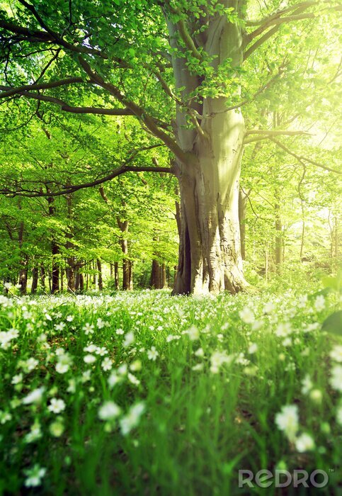 Poster Ein frühlingshafter Laubwald voller frischem Grün