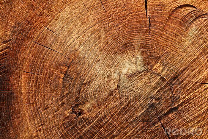 Poster Ein gefällter Baum