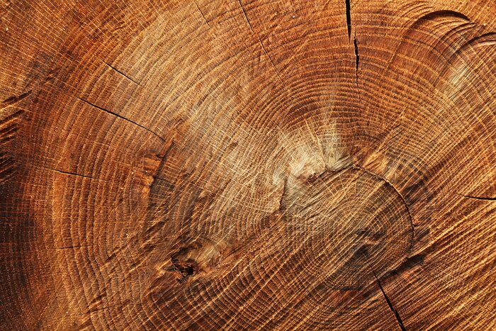 Poster Ein gefällter Baum