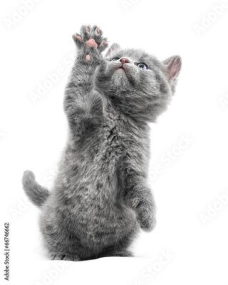 Poster Ein graues Kätzchen mit erhobener Pfote vor weißem Hintergrund