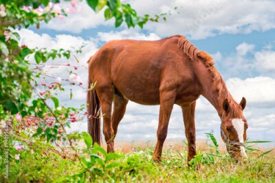 Poster Ein kastanienbraunes Pferd grast auf einer Wiese