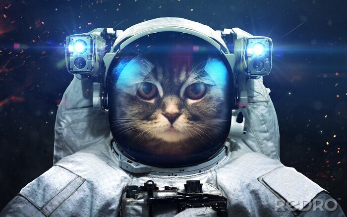 Poster Ein Katzenastronaut im Weltraum