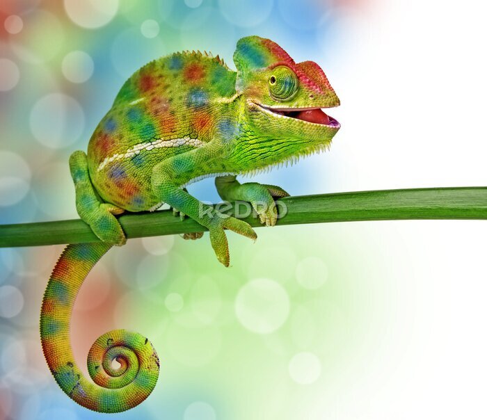 Poster Ein lustiges Chamäleon auf einem grünen Ast