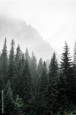 Poster Ein mystischer Bergwald, eingehüllt in dichten Nebel
