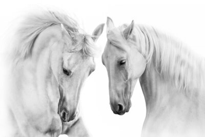 Ein Paar graue Pferde auf weißem Hintergrund