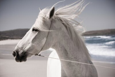 Poster Ein Pferd am Strand am Meer
