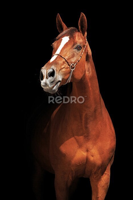 Poster Ein Pferd mit einem schönen Fell