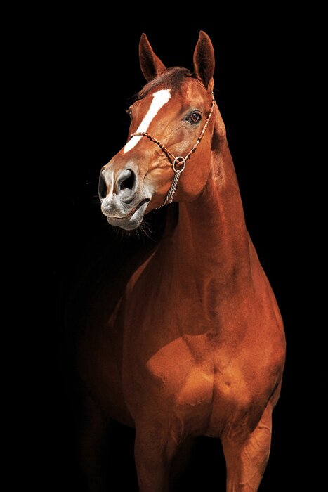 Poster Ein Pferd mit einem schönen Fell