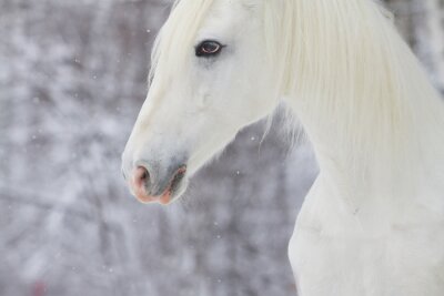 Ein pferd vor dem hintergrund des rieselnden schnees