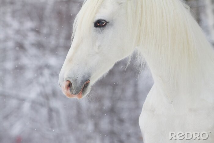 Poster Ein pferd vor dem hintergrund des rieselnden schnees