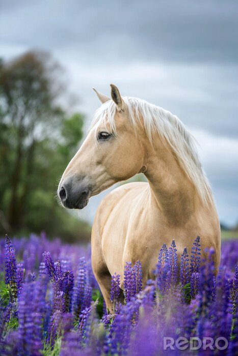 Poster Ein Pferd zwischen lila Blumen