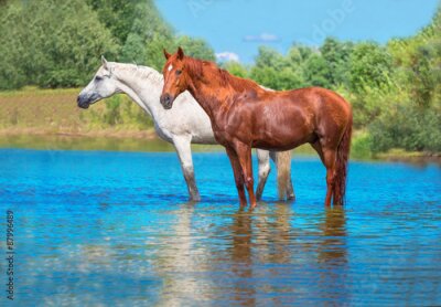 Poster Ein Pferdepaar ruht sich in einem Fluss aus