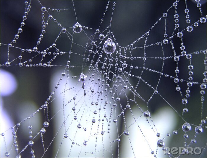 Poster Ein Spinnennetz im Tau