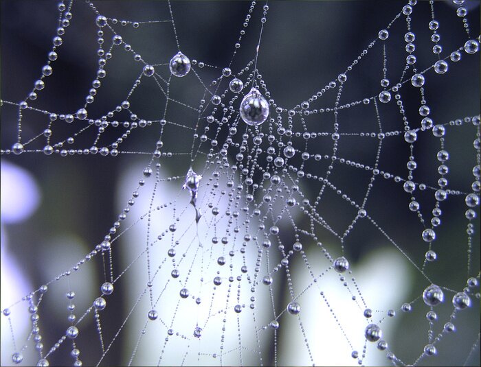 Poster Ein Spinnennetz im Tau