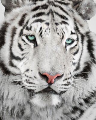 Poster Ein Tiger mit blauen Augen